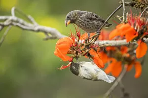 Images Dated 12th June 2020: Small tree finch (Camarhynchus parvulus) hanging upside down and feeding from flower