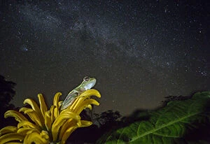 Images Dated 24th July 2019: Small tree frog (Rhacophorus lateralis) at night under starry sky, Western Ghats