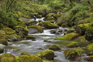 Wild Wonders Of China Prints: Small waterfalls, Tangjiahe National Nature Reserve, Qingchuan County, Sichuan province