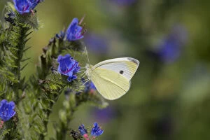 Butterflies & Moths Collection: Small white butterfly (Pieris rapae) on vipers bugloss (Echium vulgare). Kent, UK