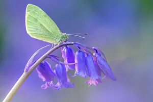 Monocotyledon Collection: Small white butterfly (Pieris rapae) resting on bluebell (Hyacinthoides non-scripta), Boscastle