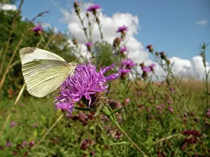 Meadow Prints: Small white butterfly (Pieris rapae) nectaring on a Greater knapweed (Centaurea scabiosa)