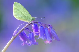 Papilionoidea Prints: Small white butterfly (Pieris rapae) resting on bluebell (Hyacinthoides non-scripta)