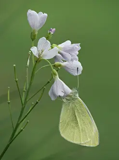 Papilionoidea Prints: Small white butterfly (Pieris rapae) roosting on Cuckoo flower (Cardamine pratensis) Hertfordshire