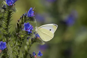 Boraginaceae Prints: Small white butterfly (Pieris rapae) on vipers bugloss (Echium vulgare). Kent, UK