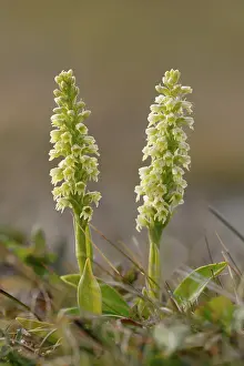Orchids Prints: Small white orchid (Pseudorchis albida) in flower, Varanger, Norway. July
