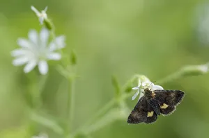 Noctuid Prints: Small Yellow Underwing moth (Panemeria tenebrata) on stitchwort (Stellaria) South Karelia