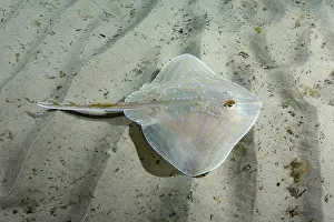 Rays Prints: Smalleyed skate (Raja microocellata) juvenile