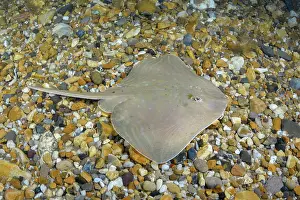 Rays Prints: Smalleyed skate (Raja microocellata) juvenile
