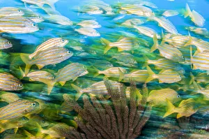 2020 April Highlights Prints: Smallmouth grunt (Haemulon chrysargyreum) fish swim over a coral reef, Cancun, Mexico