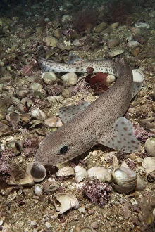 Images Dated 18th June 2013: Smallspotted catshark (Scyliorhinus canicula) on sea floor, Jersey, British Channel Islands