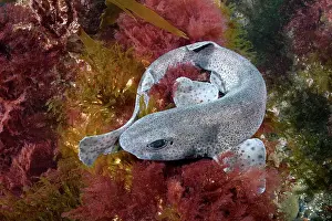 Speckled Prints: Smallspotted catshark (Scyliorhinus canicula) resting on seabed