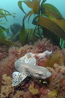 Speckled Prints: Smallspotted catshark (Scyliorhinus canicula) resting on seabed
