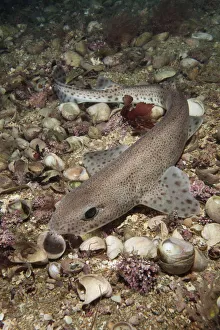 Jersey Prints: Smallspotted catshark (Scyliorhinus canicula) on sea floor