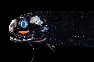Stomiiformes Prints: Smalltooth dragonfish (Pachystomias microdon) portrait
