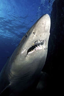 2020 January Highlights Collection: Smalltooth sand tiger shark (Odontaspis ferox), view from below. El Hierro. Canary Islands