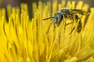 Images Dated 23rd July 2019: Smeathmans furrow bee (Lasioglossum smeathmanellum), feeding on Dandelion (Taraxacum