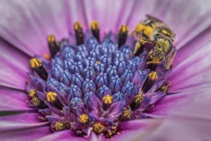 Smeathmans Furrow Bee (Lasioglossum smeathmanellum