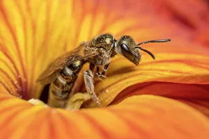 Smeathman's furrow bee (Lasioglossum smeathmanellum) feeding on Wallflower (Erysimum sp.) Monmouthshire, Wales, UK. April