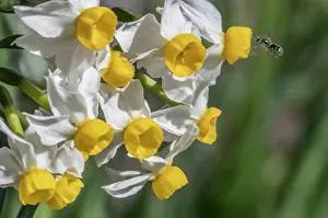 Sweat Bee Prints: Smeathman's furrow bee (Lasioglossum smeathmanellum) in flight