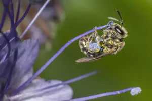 Boraginaceae Prints: Smeathmans Furrow Bee (Lasioglossum smeathmanellum) harvesting Lacy phacelia
