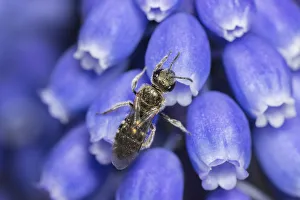 Sweat Bee Prints: Smeathmans furrow bee (Lasioglossum smeathmanellum) Monmouthshire, Wales, UK. April