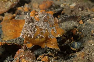 South Australia Prints: Smooth anglerfish / Whitespotted anglerfish (Phyllophryne scortea) camouflaged on seabed