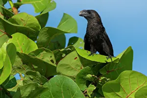 Buckwheat Prints: Smooth-billed ani (Crotophaga ani) perched in a Seagrape (Coccoloba uvifera) tree