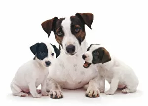 2012 Highlights Collection: Smooth coated Jack Russell Terrier, black, tan and white, female with two 8 week puppies