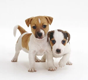 2012 Highlights Collection: Two smooth coated Jack Russell Terrier puppies, tan and white, 6 weeks