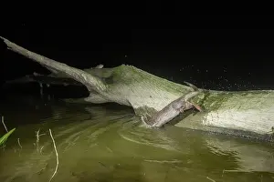Assam Prints: Smooth-coated otter (Lutrogale perspicillata) fishing from a log in a lake