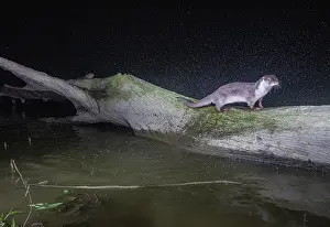 Smooth-coated otter (Lutrogale perspicillata) shaking of water as it emerges out of lake onto a log, Kaziranga Tiger reserve, Assam, India. Camera trap image