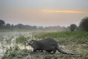 Smooth-coated otter (Lutrogalle perspicillate) about to enter a marsh at dawn, Dudhwa National Park