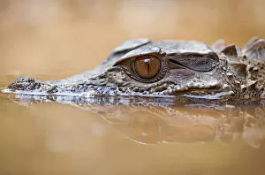 Alligatoridae Gallery: Smooth-fronted caiman / Crowned dwarf caiman (Paleosuchus trigonatus) head above water