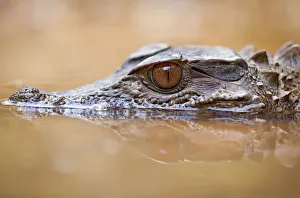 Alligatoridae Prints: Smooth-fronted caiman / Crowned dwarf caiman (Paleosuchus trigonatus) head above water