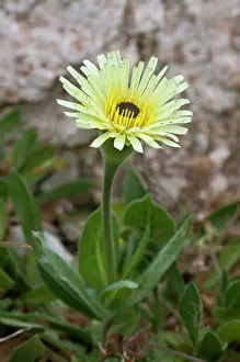 Asterales Prints: Smooth golden fleece (Urospermum dalechampii) in flower