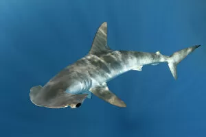 Tropical Gallery: Smooth hammerhead shark (Sphyrna zygaena). Cabo San Lucas, Baja California Sur, Mexico