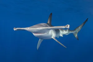 Smooth hammerhead shark (Sphyrna zygaena). Cabo San Lucas, Baja California Sur, Mexico