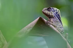 Smooth helmeted iguana (Corytophanes cristatus) portrait, Sarapiqui, Heredia, Costa Rica