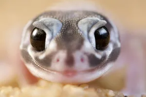 Gecko Prints: Smooth knob-tailed gecko (Nephrurus levis occidentalis) portrait