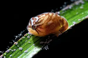 Japan Prints: Smooth lumpsucker (Aptocyclus ventricosus) juvenile