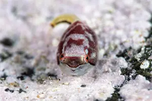 Japan Prints: Smooth lumpsucker (Aptocyclus ventricosus) juvenile
