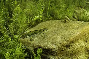 Legs Prints: Smooth newt (Lissotriton vulgaris meridionalis) male resting on algae covered rock in pond