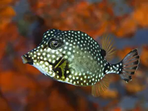 Smooth Trunkfish (Lactophrys triqueter), with hard protective shell of fused scale secreting toxins, Dominica
