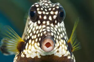 Smooth trunkfish (Lactophrys triqueter), portrait. Bonaire, Dutch Caribbean