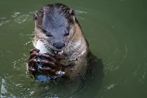 Elevated View Prints: Smoother coated otter (Lutrogale perspicillata) feeding on fish prey in urban river