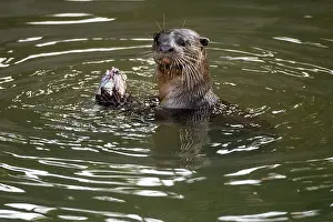 City Prints: Smoother coated otter (Lutrogale perspicillata) feeding on fish prey in urban river