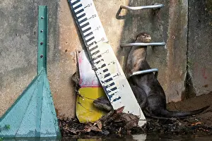 City Prints: Smoother coated otters (Lutrogale perspicillata) at edge of urban river, Singapore