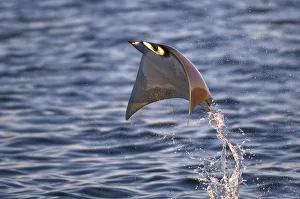 Smoothtail Ray / Mobula (Mobula thurstoni) flying out of the water, Baja California