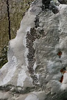 Slovenia Prints: Snail feeding marks, caused by radula, on Bracket fungus, Slovenia. May